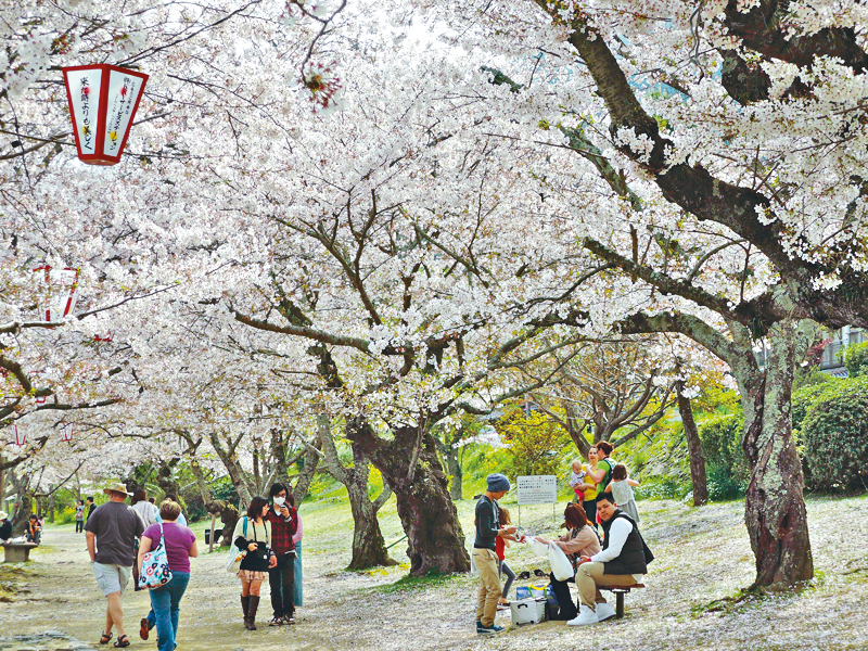 ●茂密的樱花树是东瀛春日的一道好风景。