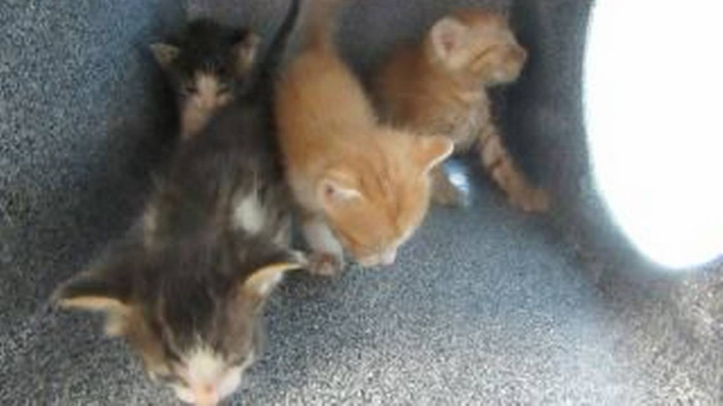 涉事動物收容所多隻幼貓死亡。 Weatherford Parker County Animal Shelter 涉事動物收容所多隻幼貓死亡。 Weatherford Parker County Animal Shelter