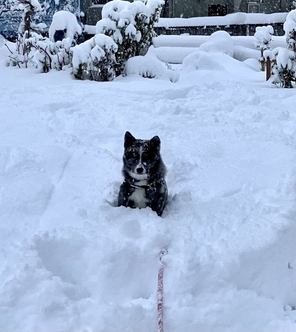 日本青森縣受大雪侵襲，部份地區積雪達3米。X