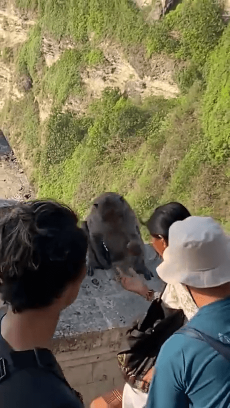 猴子马上伸手取走女游客的水果。
