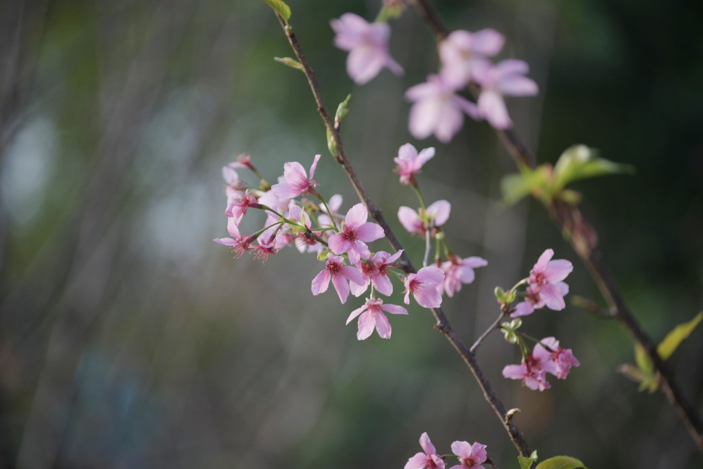 2月春風吹開「香港櫻花祭」。陳浩元攝