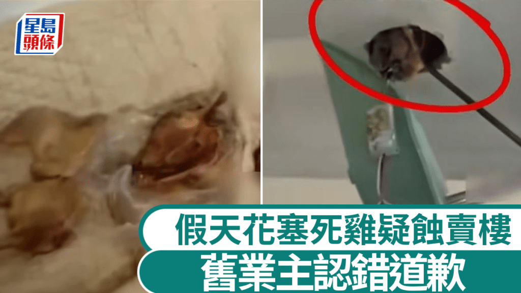 前業主疑賣虧報復藏死雞，屋內屍臭瀰漫滲血水。大河報
