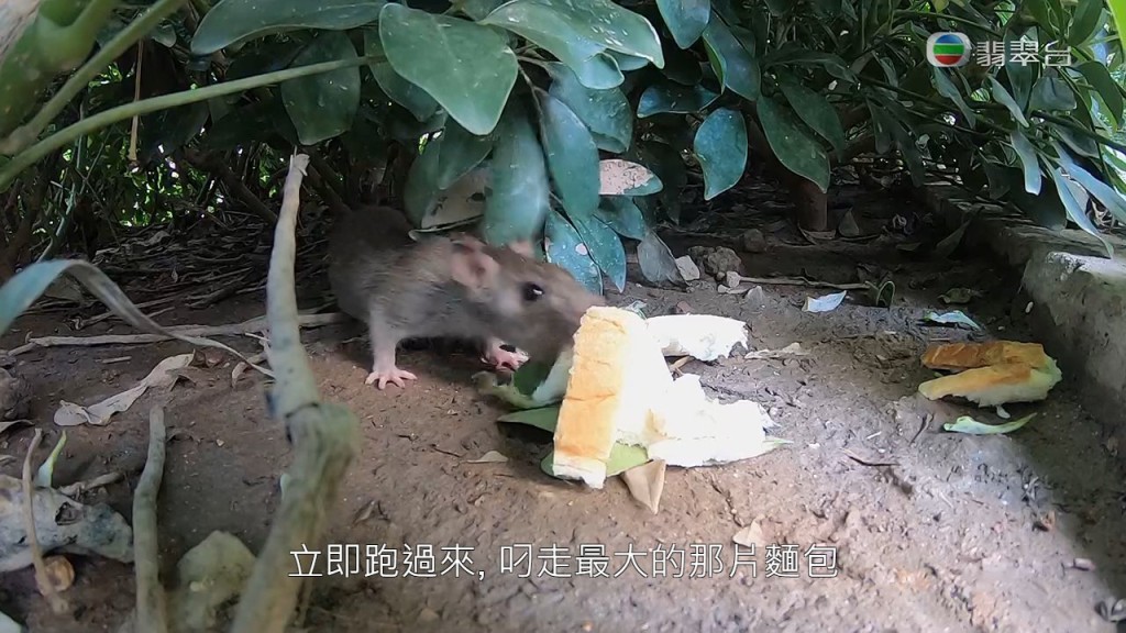 老鼠搶食速度極快，不足一秒就叼走最大塊的麵包。
