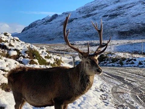 苏格兰传奇网红鹿卡勒姆已被安乐死。