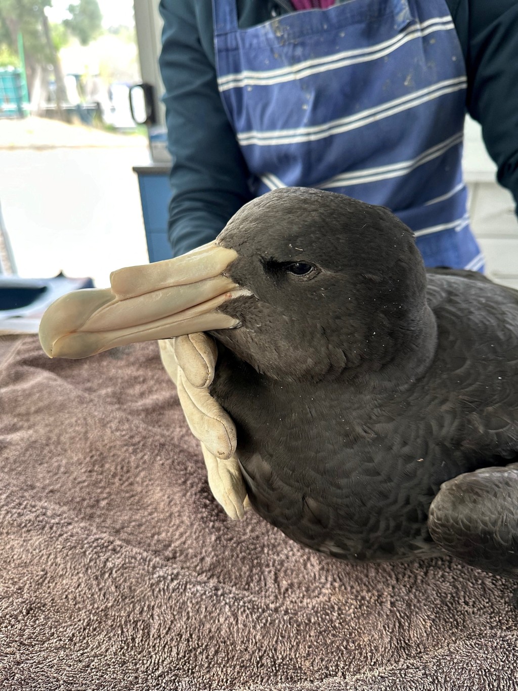 澳洲一隻霍氏巨鸌對H5N1禽流感病毒呈陽性反應。路透社
