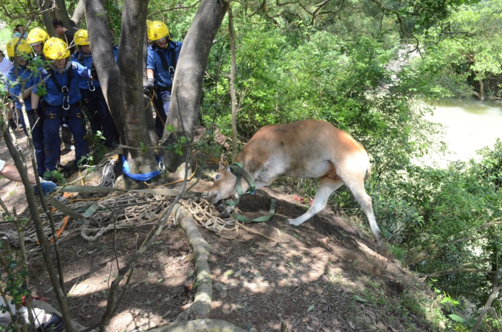 消防員到場將牛牛救回地面。