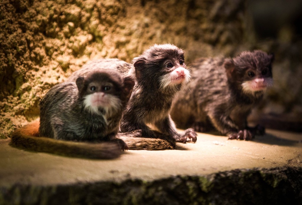 達馬拉裸鼴鼠排名第三。路透社