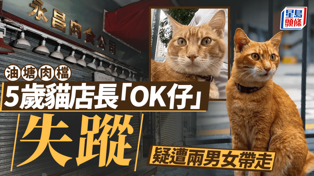 油塘肉檔貓店長「OK仔」失蹤 疑遭兩男女用紙箱帶走