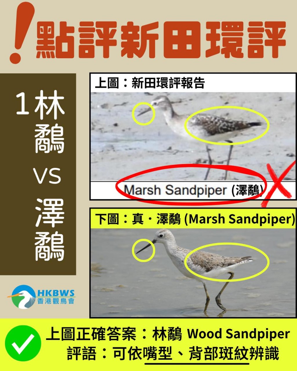 觀鳥會指新田環評有多個雀鳥品種被認錯。香港觀鳥會facebook圖片
