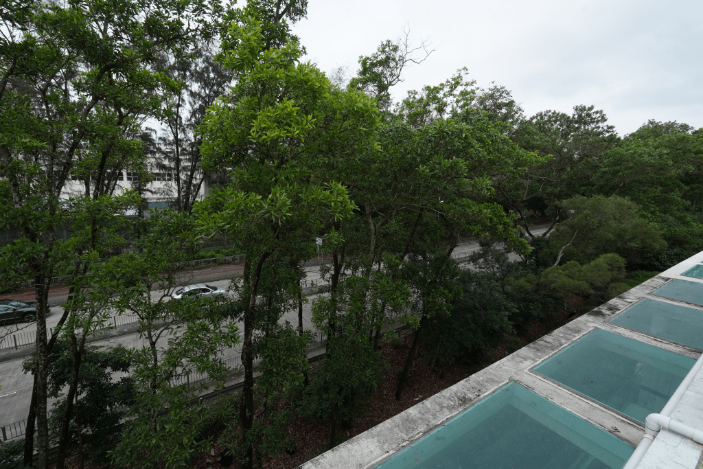 天台外望街景，附近种有不少绿树。
