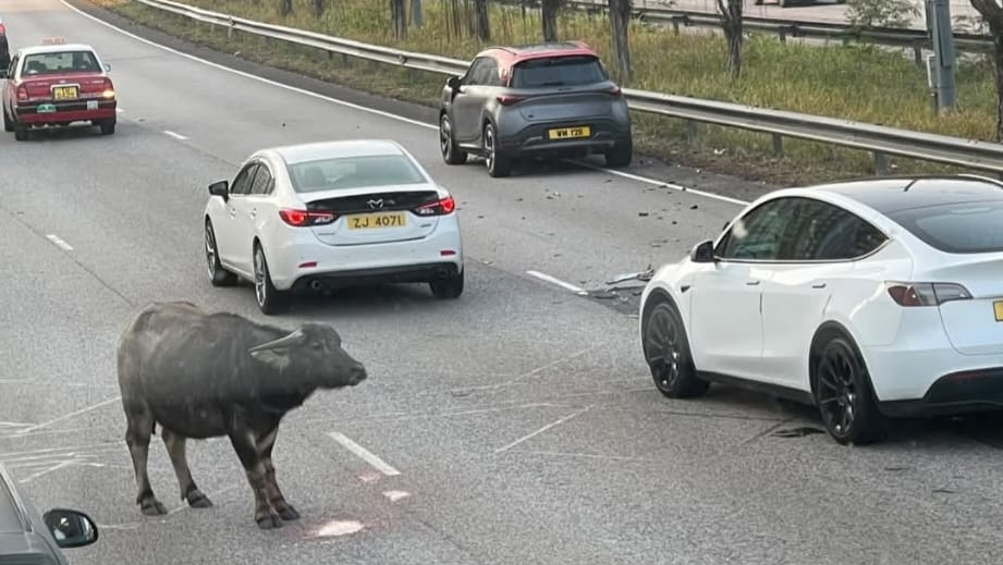 青朗公路有牛隻疑被撞傷 往九龍方向近錦上路站部份行車線封閉。網圖
