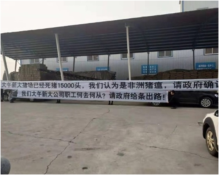 網上流傳豬場滿布豬屍很駭人。網圖