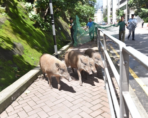 食環署呼籲市民不要餵飼野生動物。資料圖片