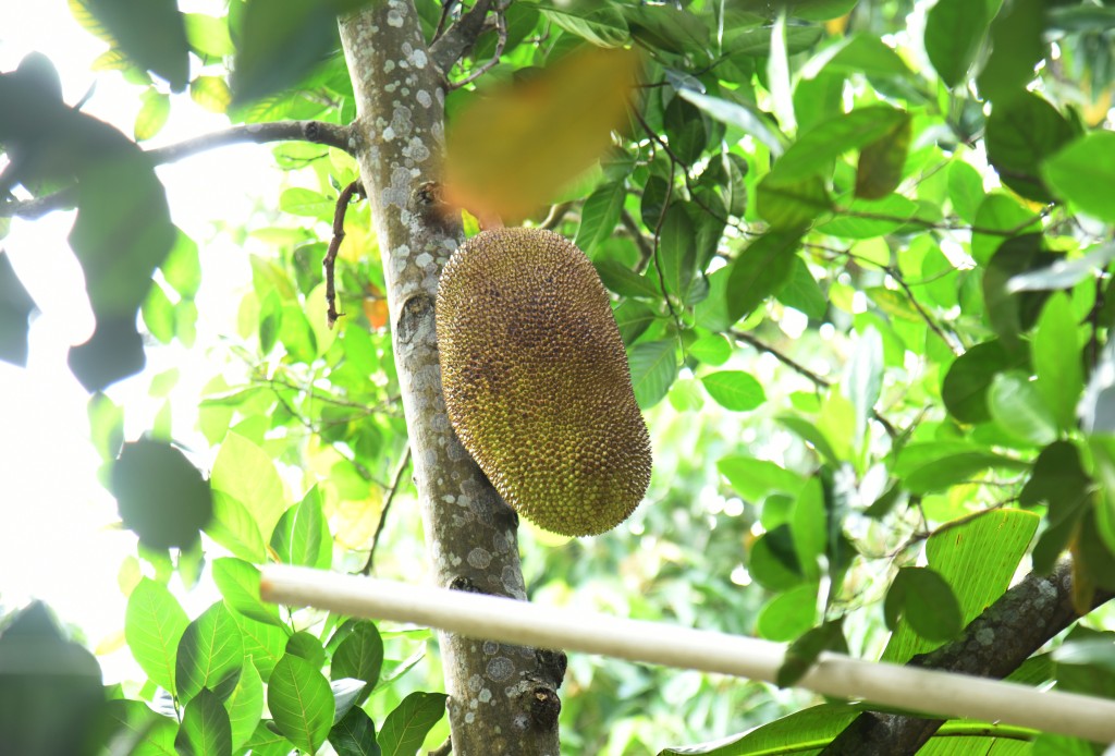 大樹菠蘿（星島圖片庫）