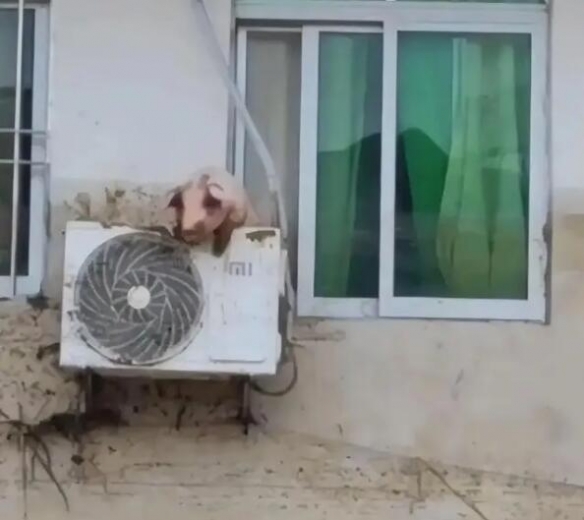 洪水後，一隻豬掛在二樓分體式冷氣機外機上。