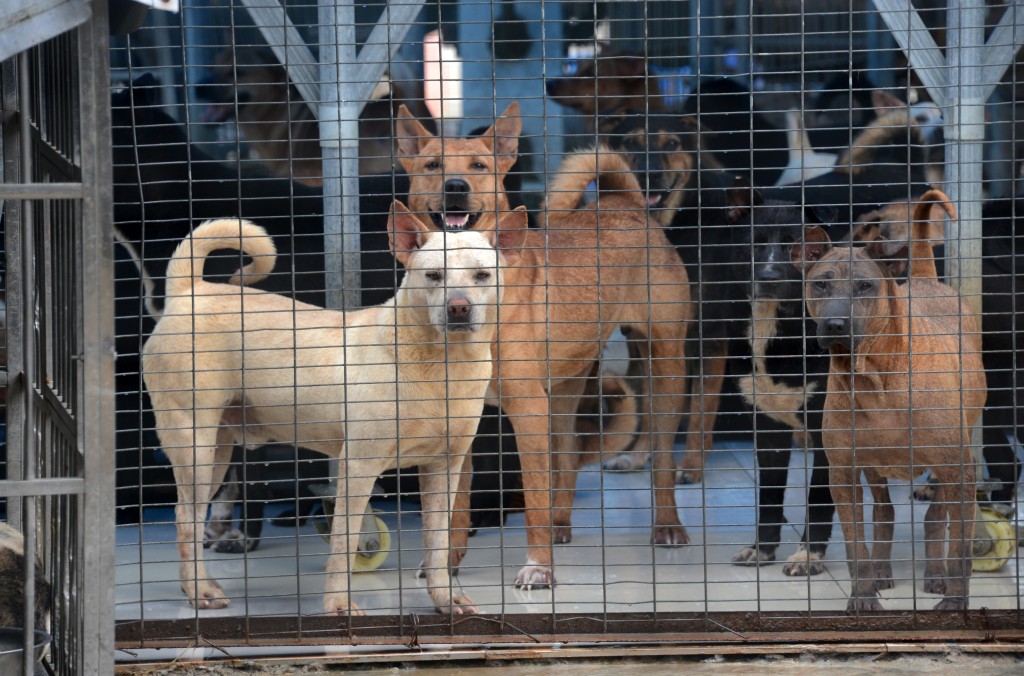 香港流浪狗之家 。資料圖片