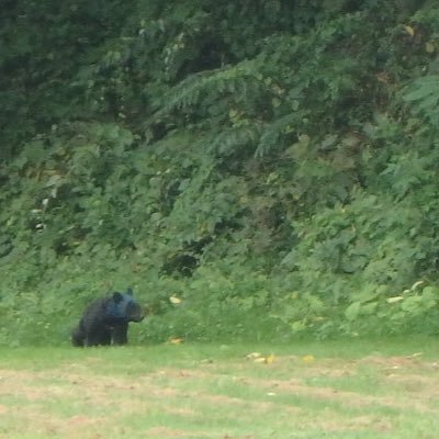 鹿角市有熊出没杀人。X@kazuno_kumajoho 鹿角市有熊出没杀人。X@kazuno_kumajoho