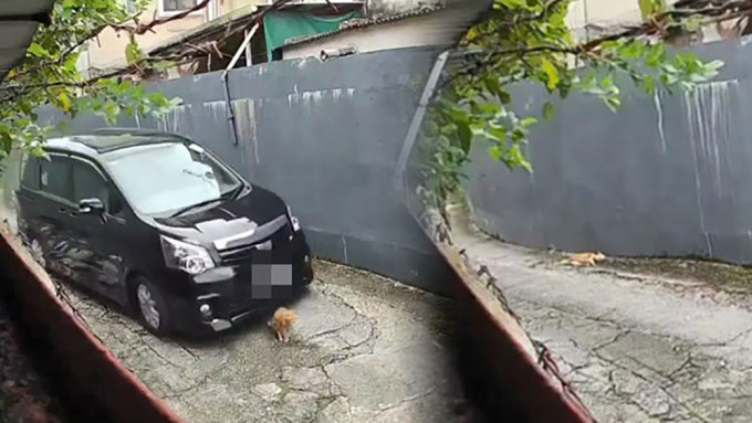 元朗日前發生私家車涉撞死貓隻後不顧而去案件,引來外界關注。(網上圖片)