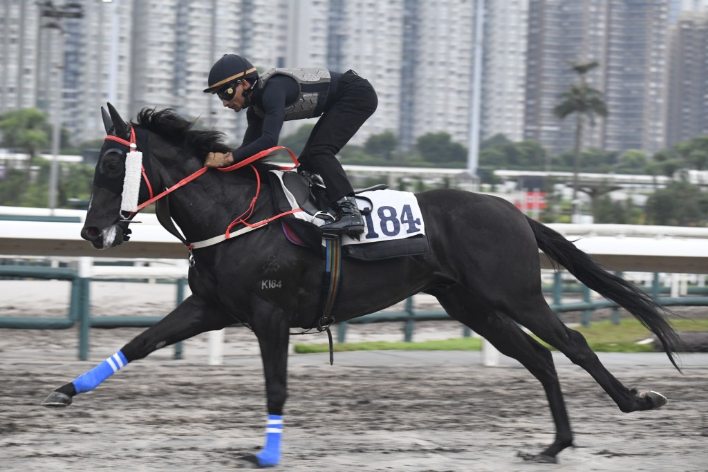 「红衣醒目」戴头罩由助手跳两段，走势硬朗且充满弹力，神态活跃火力同样充沛，状态大勇之境。「万里云」戴头罩由助手跳两段，扣住走来神态轩昂，走势硬朗有力，进展明显。
