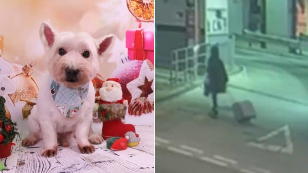 駿洋商場驚現偷狗賊 13歲白威犬體弱多病 主人憂心急尋｜天眼直擊