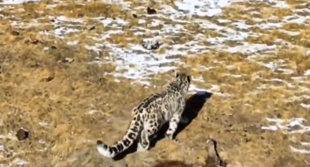 雪豹是國家一級重點保護動物。影片截圖