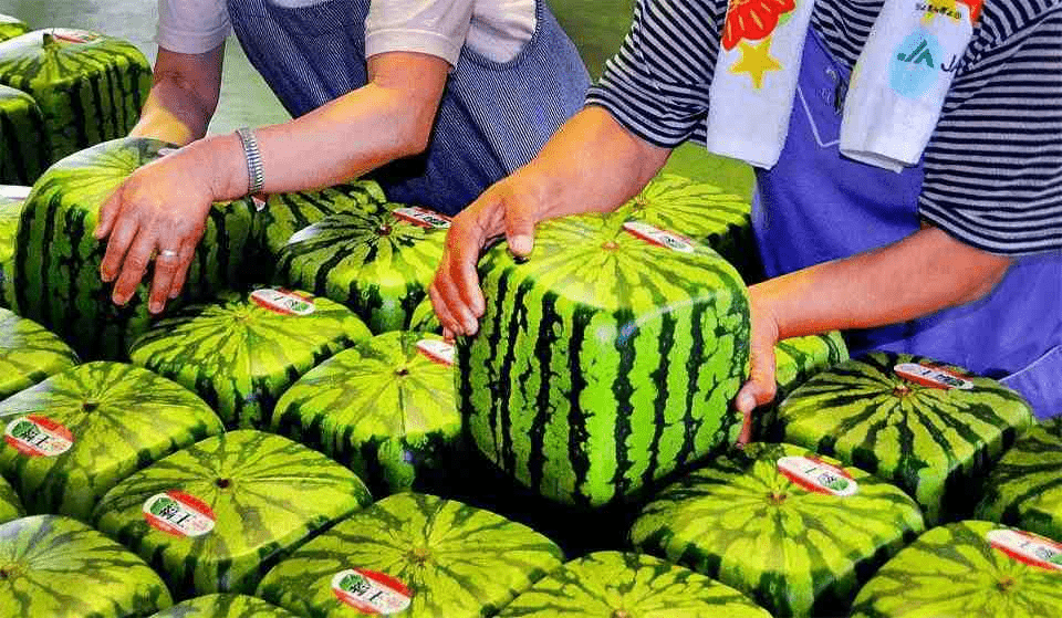 方形西瓜（每個800美元，約港幣6240元），這種西瓜是在方形容器裡栽培起來的，所以形狀也是方形的。一個方形西瓜重約5-6公斤，是日本種植的最貴水果之一。每個西瓜的價格大約在800美元左右。