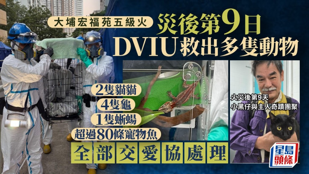 大埔宏福苑五級火｜災後第9日DVIU再救出多隻生還動物 小黑貓與主人劫後重聚