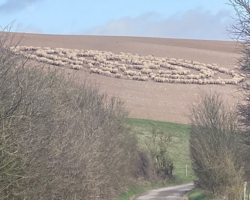 英國數百綿羊圍成神秘巨大同心圓。FB圖片