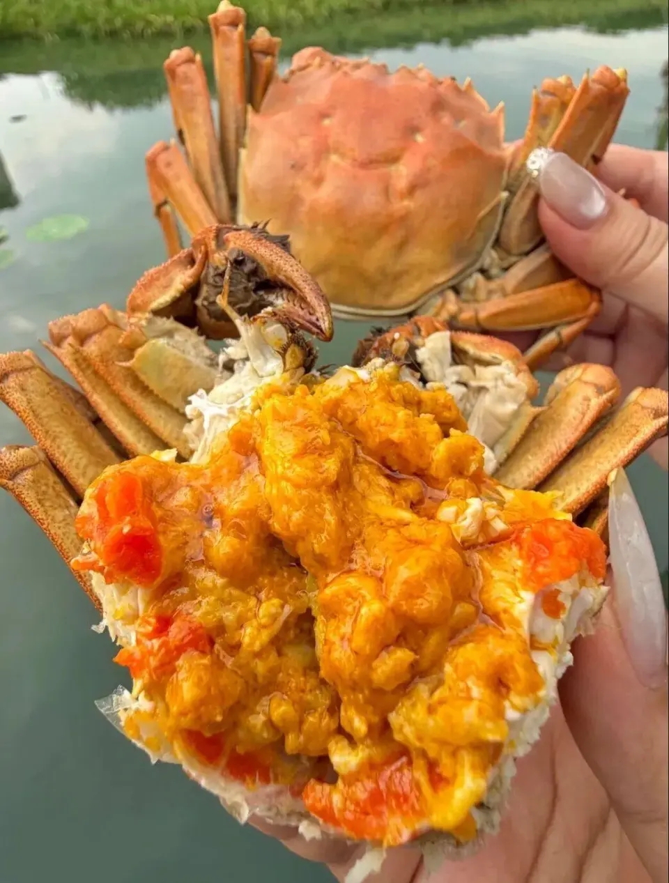 大閘蟹行情兩極化!頂級精品價依舊硬。北京青年報 大閘蟹行情兩極化!頂級精品價依舊硬。北京青年報