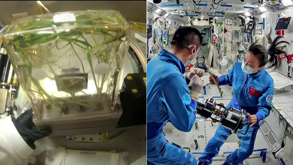 神舟二十三號最新影片曝光，黎家盈見證「太空水稻」結穗。  中國載人航天工程辦公室