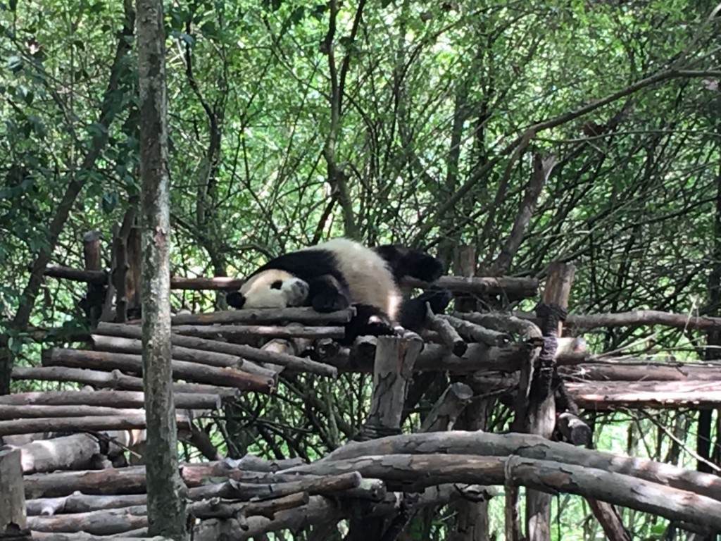 海洋公園將負責照料。資料圖片