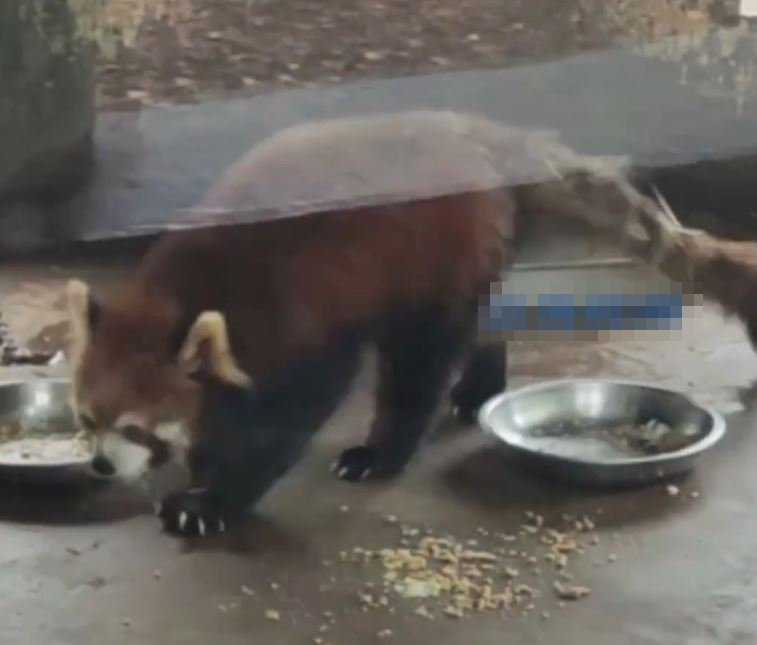 動物園人員指小熊貓或打架受傷。