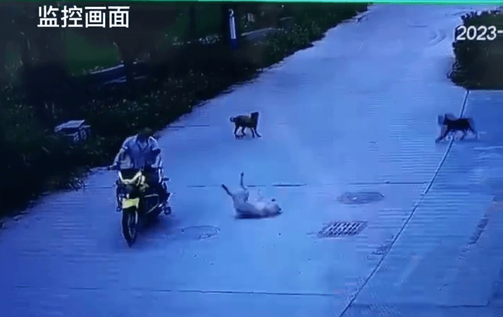 狗只一个打滚，逃过被电单车辗压。