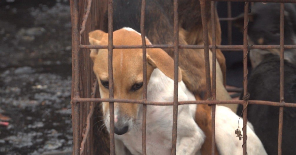 雅加達下令禁賣狗肉，愛護動物人士視為里程碑。X@instablog9ja