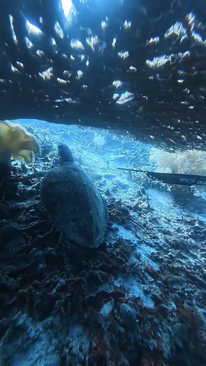 中國男子於印尼潛水獵殺海龜再烹煮。threads@chentao.ryan