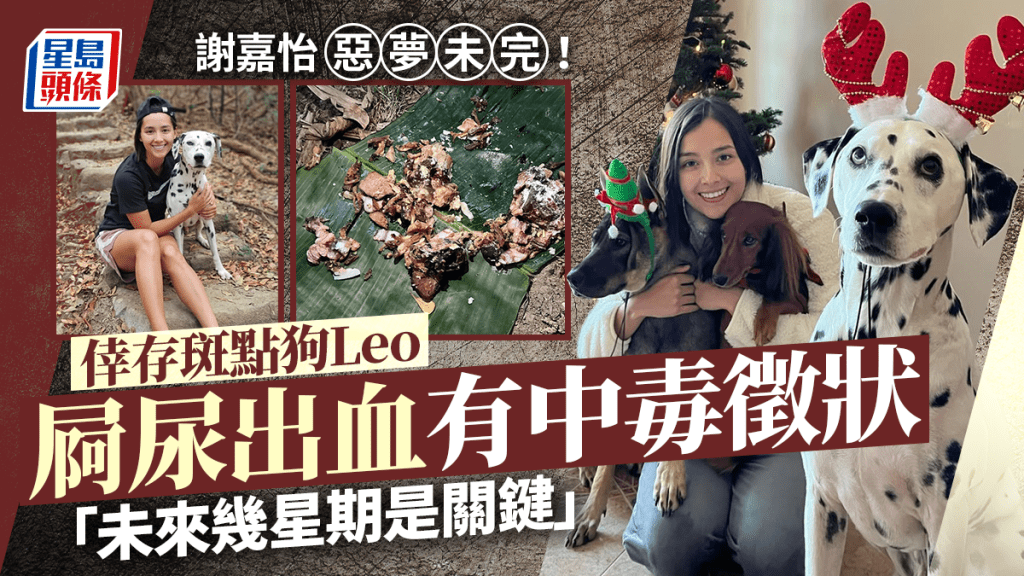 謝嘉怡惡夢仍未完結！ 愛犬Leo屙尿出血有中毒徵狀：未來幾星期是關鍵時機