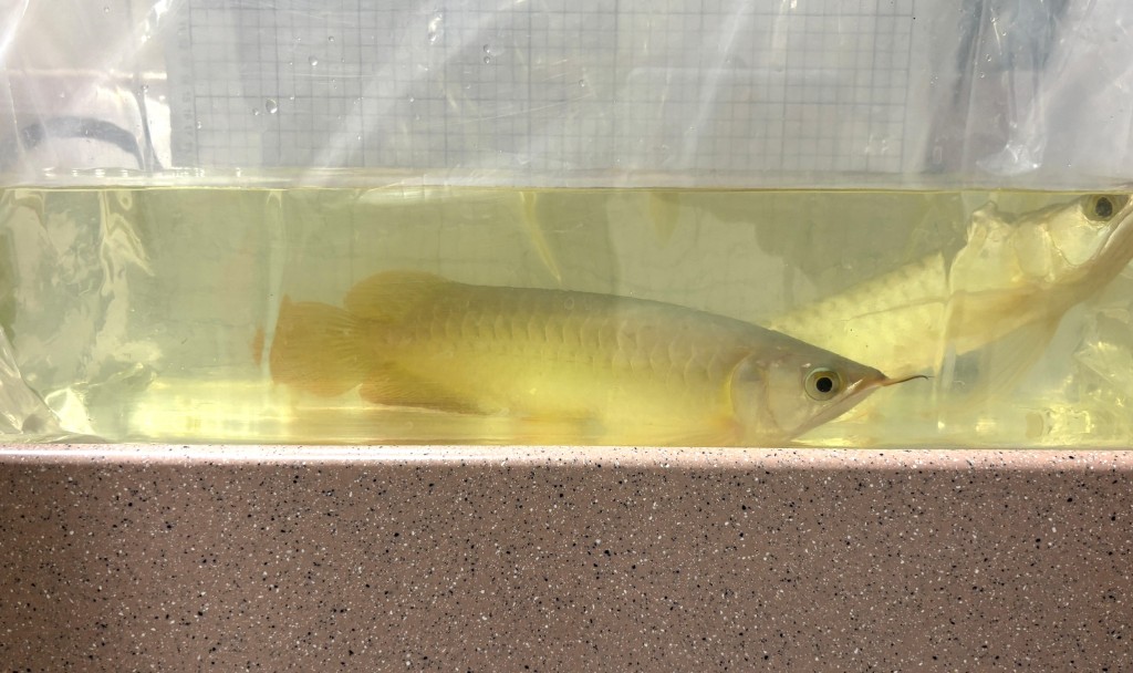 涉案的活體龍吐珠及江魟。