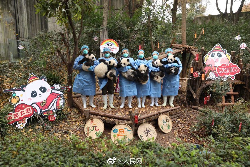 成都13隻大熊貓BB亮相，隻隻健康良好。人民網微博圖