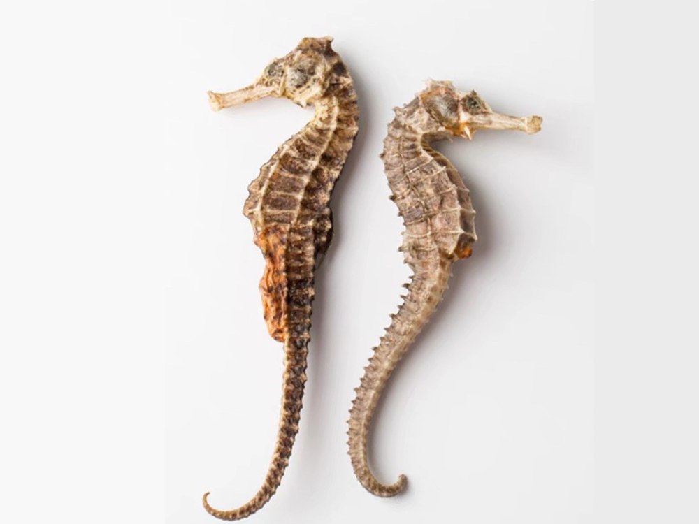 海馬可去痰火，海龍則能止咳平喘。