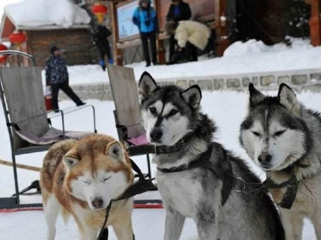 在攝氏零下25度的寒天中,多隻家犬身上扣上雪橇,一車一車拉著遊客在雪地奔波。 網上圖片