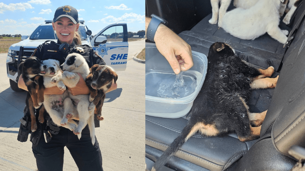 女警官海莉救出8隻小狗，希望每隻小狗都能得到收養。（FB@Tarrant County Sheriff's Office）