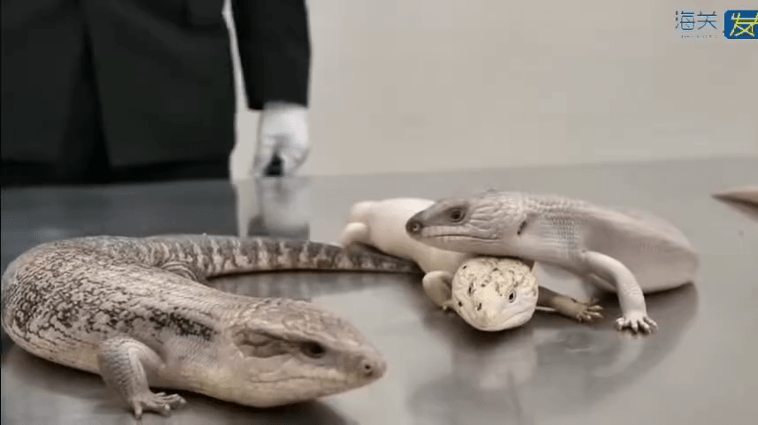 被搜出的活体蜥蜴。