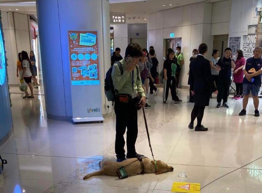 導盲犬Funny在康城商場暈倒不治。香港動物報圖片