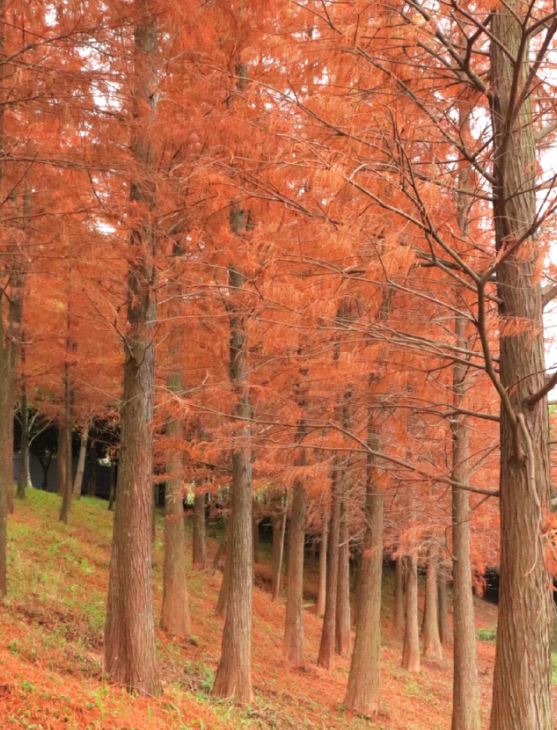 聚龍山濕地公園紅葉美如油畫