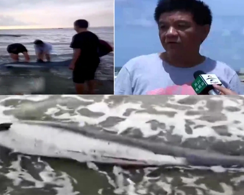 一隻受傷的海豚在吳川吉兆灣海攤擱淺,警民聯合救助,將其放歸大海。(網圖)