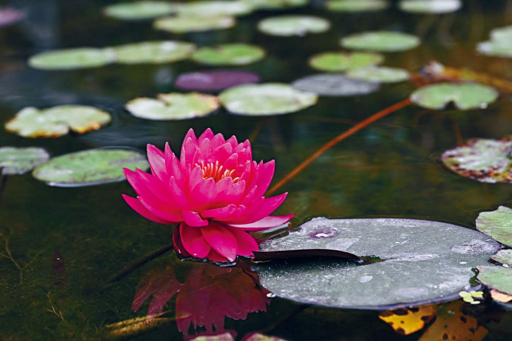 寶蓮禪寺一年一度的大型活動——香港荷花展，將荷花承載的中華文化底蘊與禪意相融，成為弘揚中華文化的完美典範。