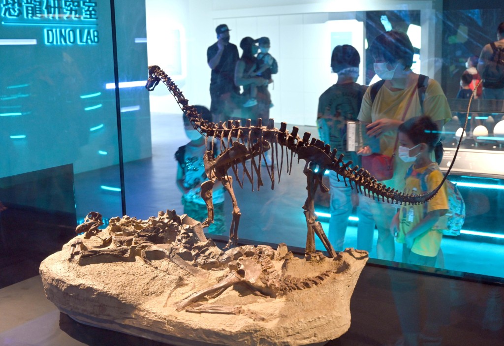 市民参观展览厅内的幼龄蜥脚类恐龙化石。政府新闻处图片
