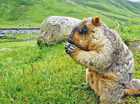 內地近年「鼠疫」疫情多與旱獺有關。