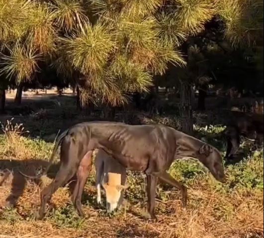 格力犬擁有萬能血成為移動的寵物血庫。抖音