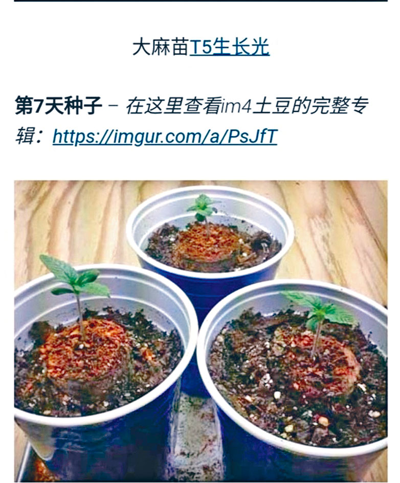 ■大麻論壇設有大麻品種及種子。
